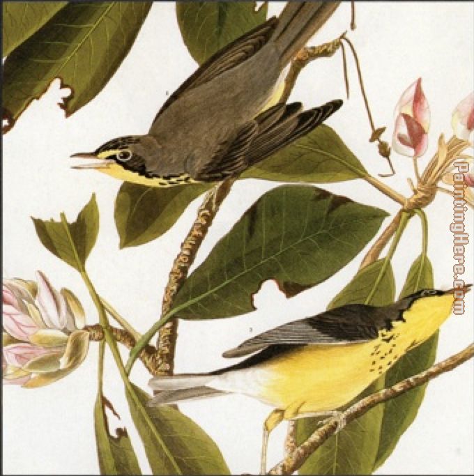 John James Audubon canada warbler
